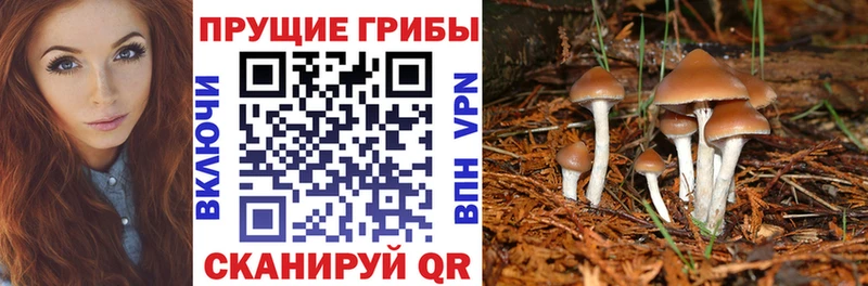 где купить наркоту  Барнаул  kraken ONION  площадка формула  Псилоцибиновые грибы Psilocybine cubensis 